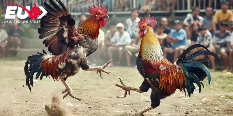Quy tắc cần hiểu rõ trong đá gà thomo